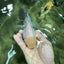 A Grade Panda Black Nose Button Eyes Oranda Female 5 inches #111524OR_19