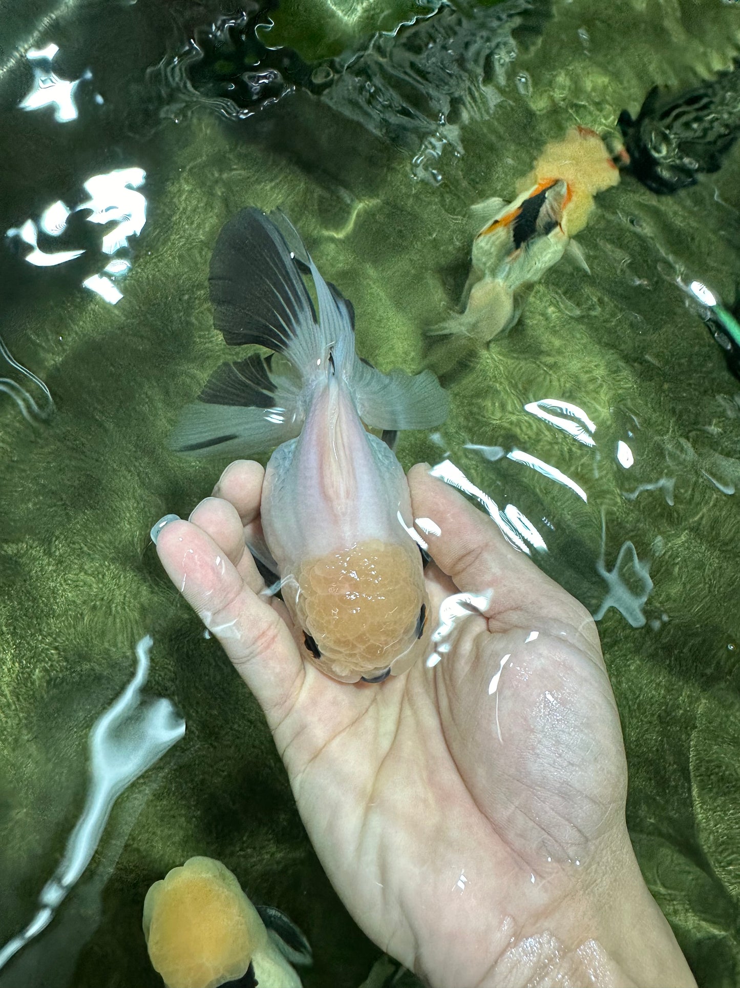 A Grade Panda Black Nose Button Eyes Oranda Female 5 inches #111524OR_19