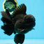 AAA Grade Godzilla Black Oranda Male 6 inches #080125OR_05