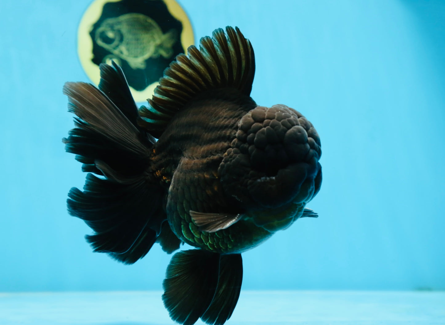 AAA Grade Godzilla Black Oranda Male 6 inches #080125OR_05