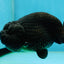 A Grade Black LionKing 4-4.5 inches #050925LC_13