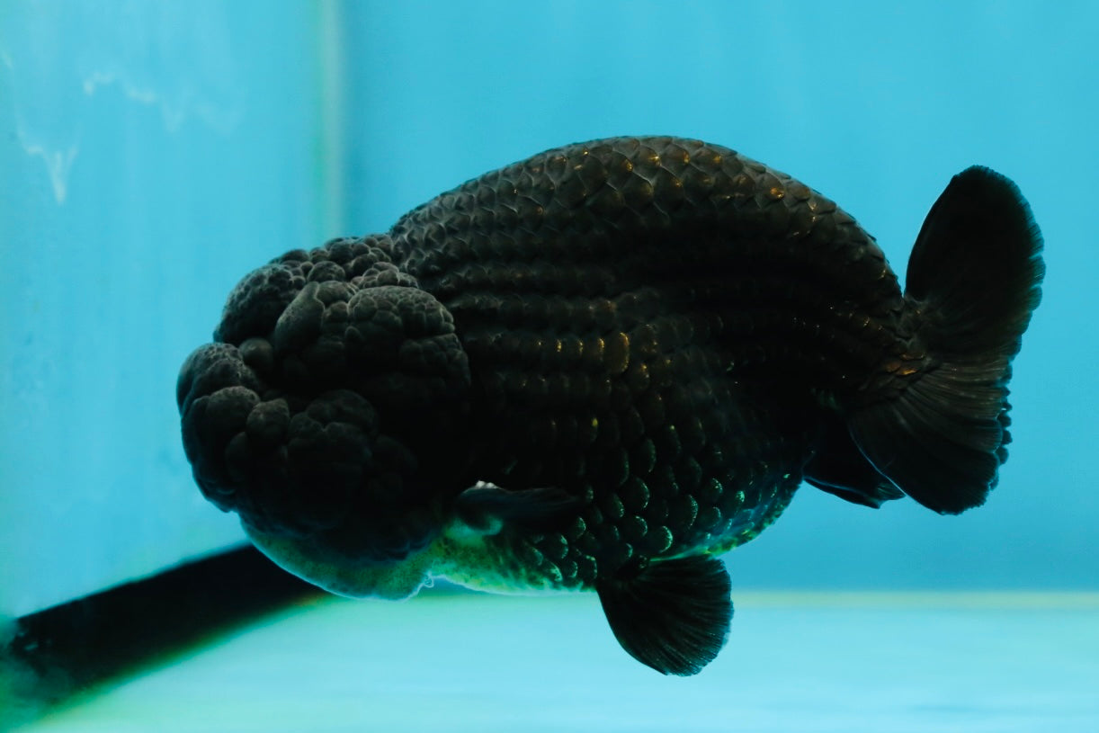 A Grade Black LionKing 4-4.5 inches #050925LC_13