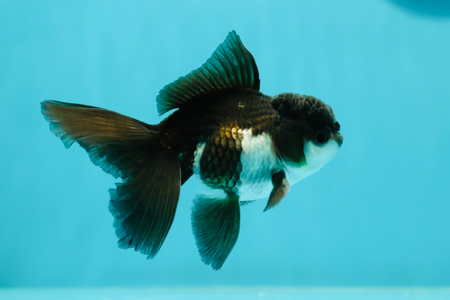 Panda Oranda Male 3.5 inches #1011OR_27