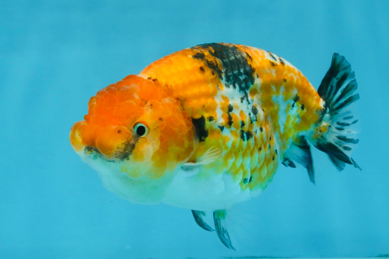 Tricolor Lionchu Female 5 inches #103125LC_16