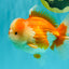 A Grade Red White Oranda Male 6 inches #081426OR_10