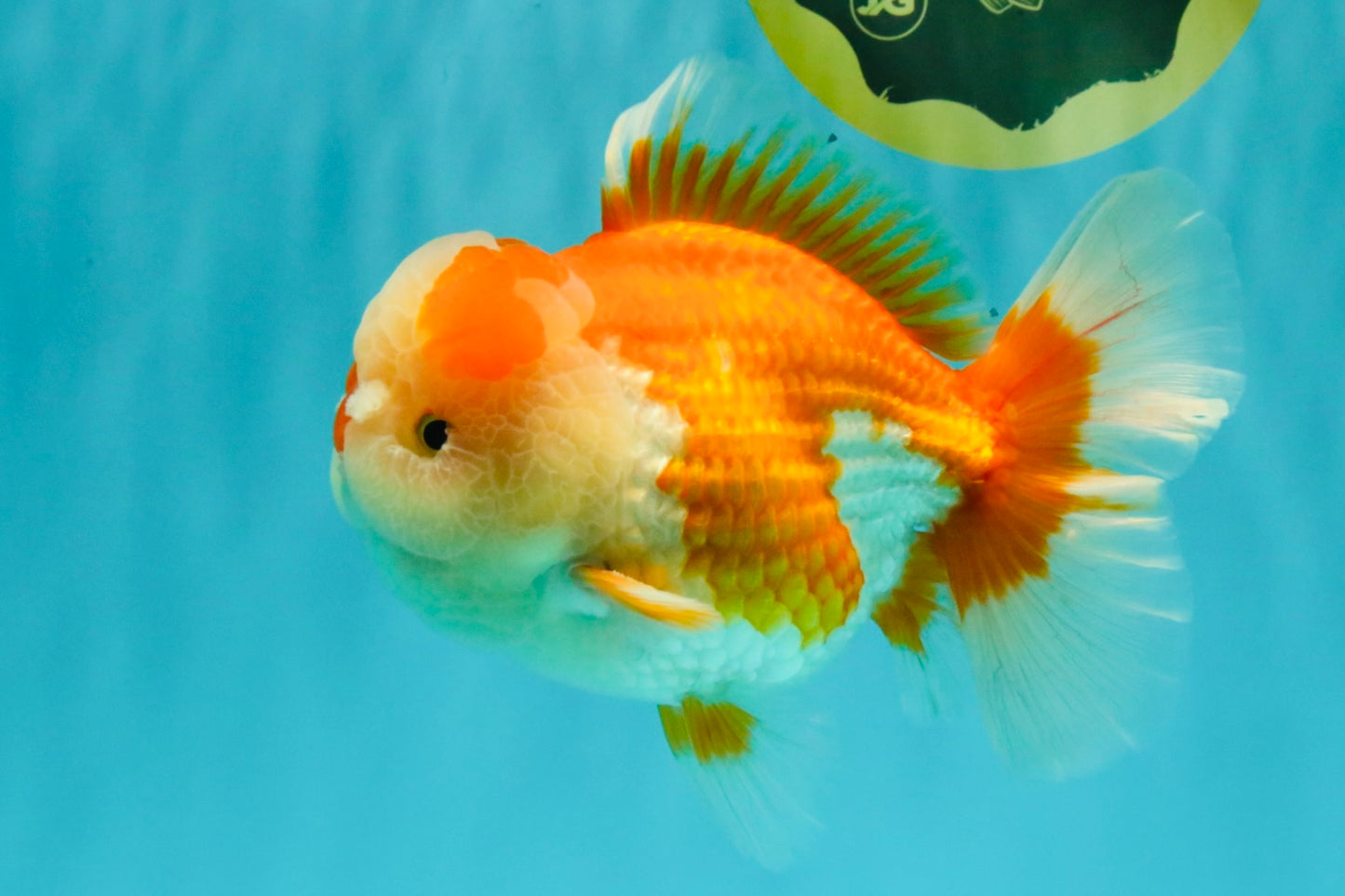 A Grade Red White Oranda Male 6 inches #081426OR_10