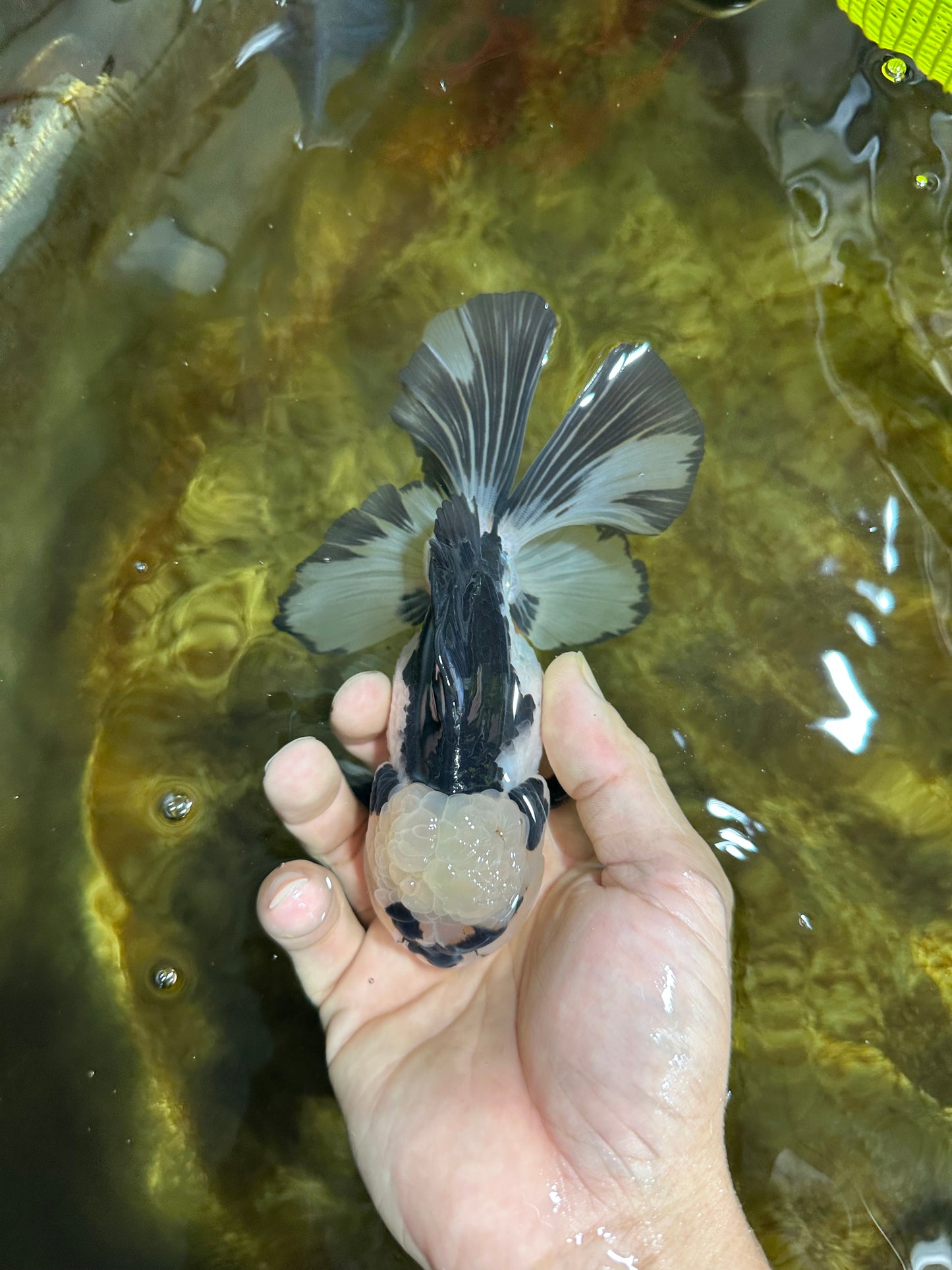 A Grade Panda Button Eyes Oranda Male 5-5.5 inches #091925OR_06