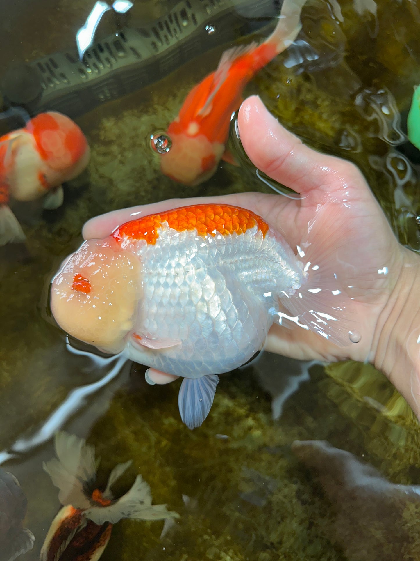 AAA Grade Super Red White LionKing 5.5 inches #080125LC_01