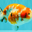 SPECIAL A Grade Kohaku Diamond Scale Sakura Ranchu Female 5.5-6 inches #100926RC_33