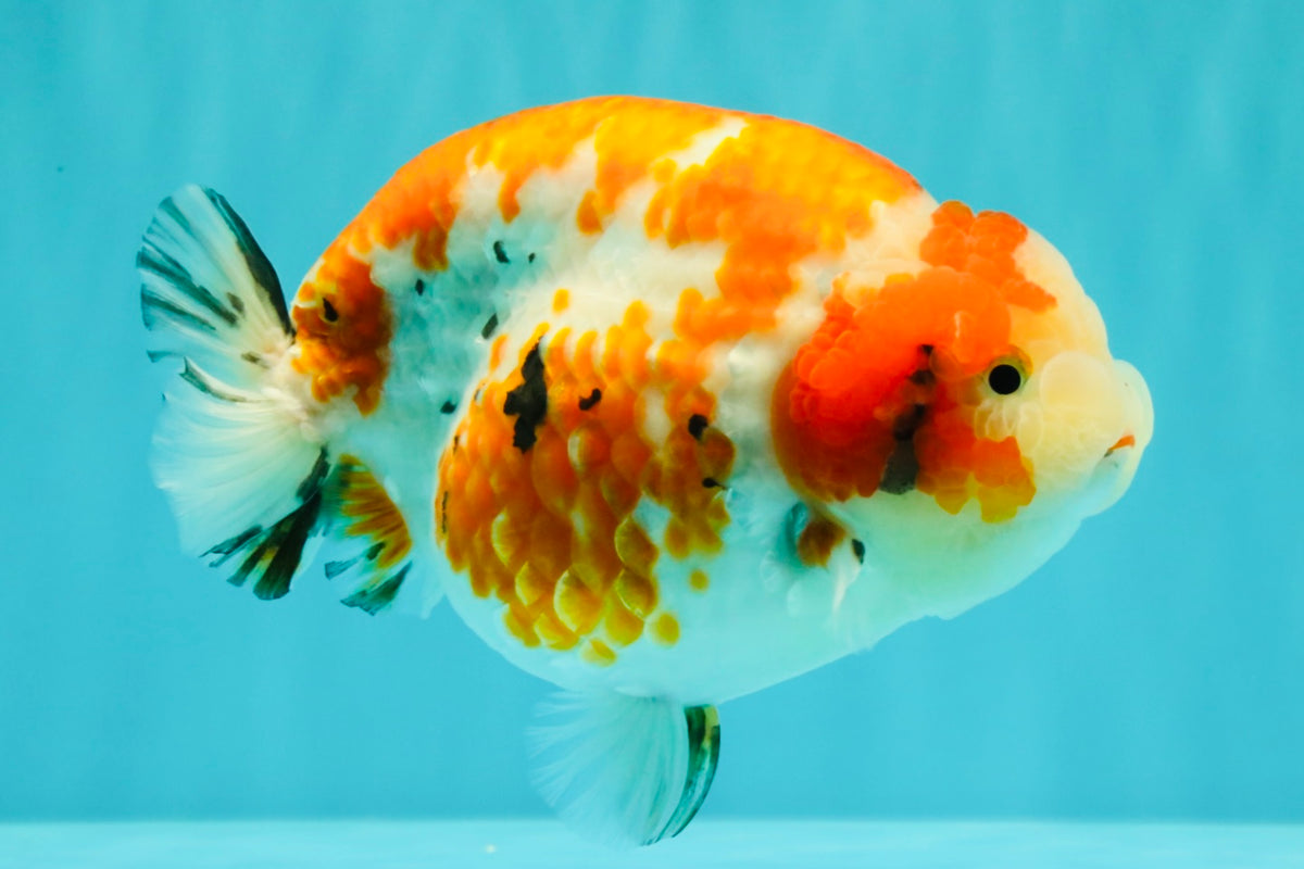 SPECIAL A Grade Kohaku Diamond Scale Sakura Ranchu Female 5.5-6 inches #100926RC_33