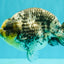 CHUBBY AAA Grade White Tiger Ranchu Male 5.5 inches #100226RC_29