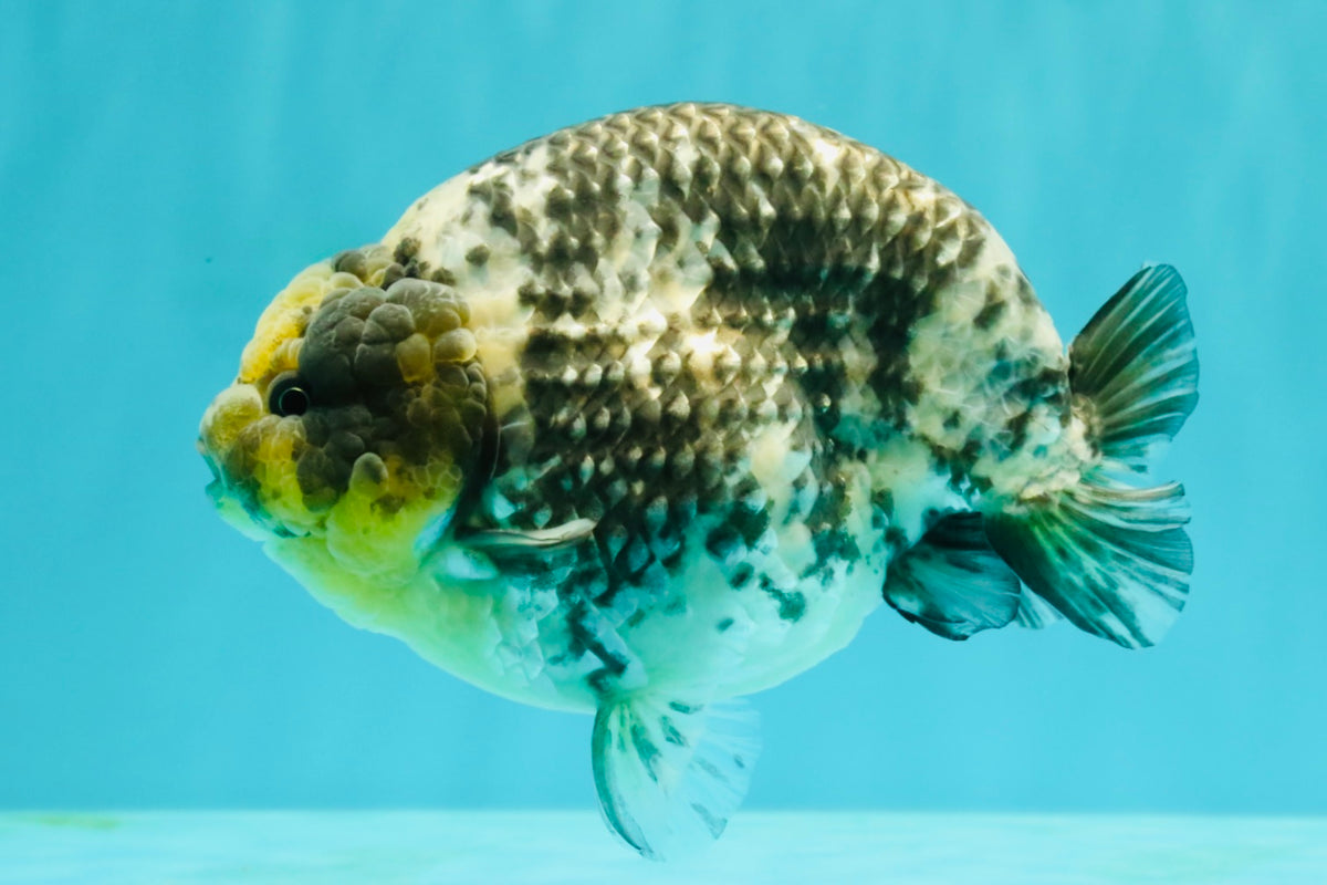 CHUBBY AAA Grade White Tiger Ranchu Male 5.5 inches #100226RC_29