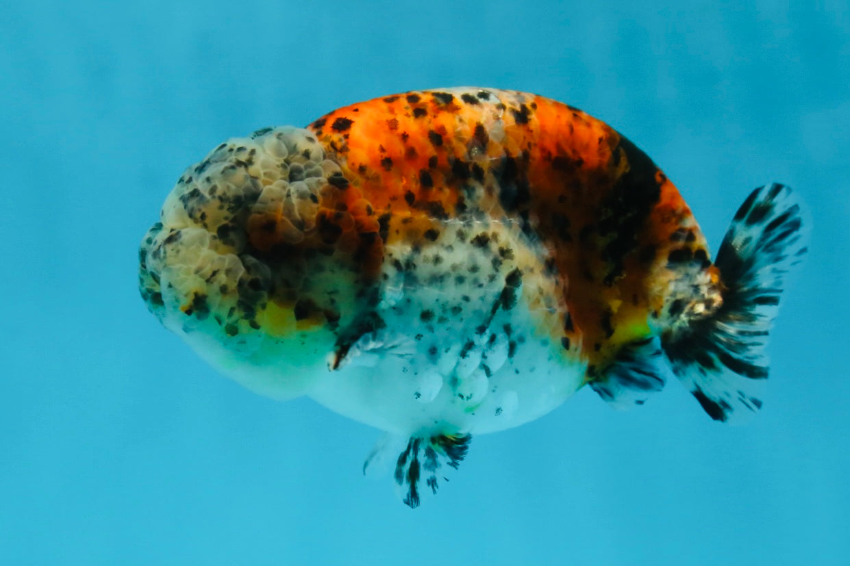 A Grade RARE Pepper Calico LionKing 4.5 inches #051625LC_11