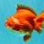 CHUBBY AAA Grade Red White Yuanbao Male 5-5.5 inches #051526YB_12