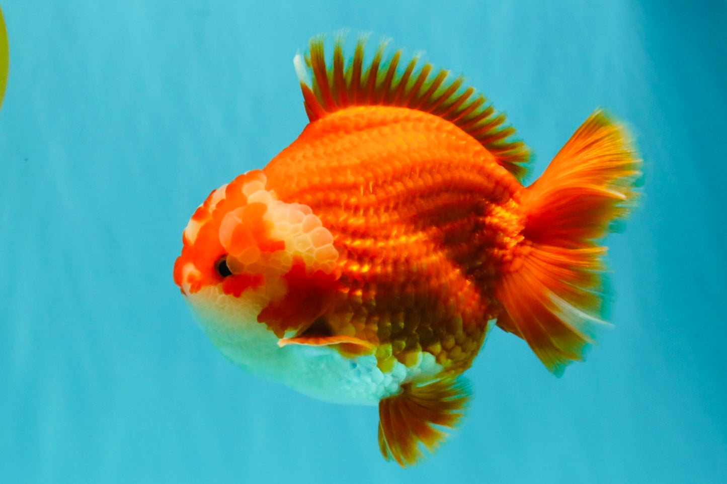 CHUBBY AAA Grade Red White Yuanbao Male 5-5.5 inches #051526YB_12