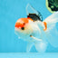 A Grade Tricolor Gem Oranda Male 5-5.5 inches #020725OR_29