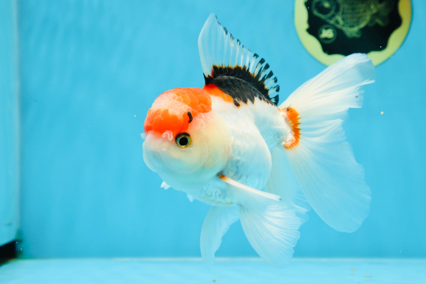 A Grade Tricolor Gem Oranda Male 5-5.5 inches #020725OR_29