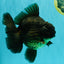 GODZILLA AAA Grade Black Oranda Male 6.5-7 inches #073126OR_01
