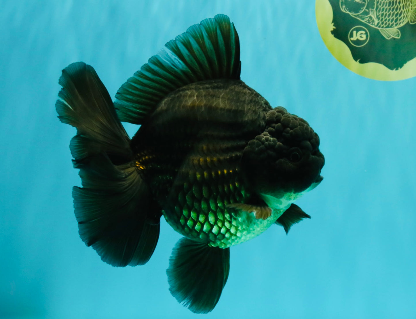 GODZILLA AAA Grade Black Oranda Male 6.5-7 inches #073126OR_01