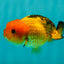 Super Cute Nugget Apache Lionchu Gender Unknown 3.5 inches #1018LC_08