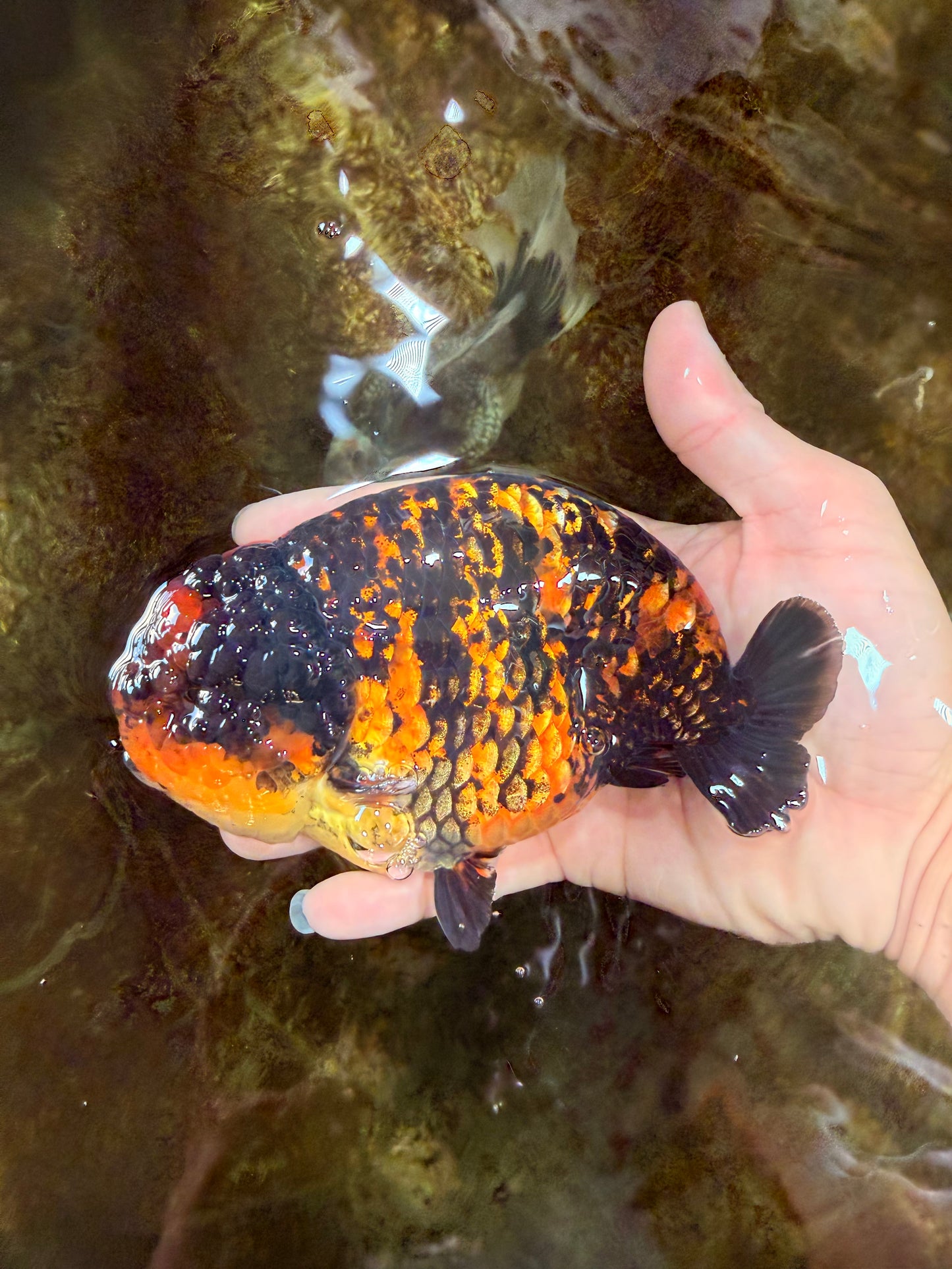 A Grade Tiger Strong Body Structure LionKing 5.5 inches #101725LC_22