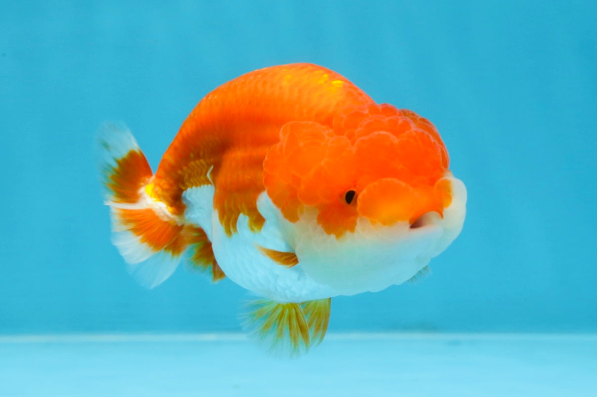 BIG WEN AAA Grade Red White LionQueen 4 inches #101725LC_06