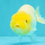 White Lionchu Female 4-4.5 Inches #100226LC_18