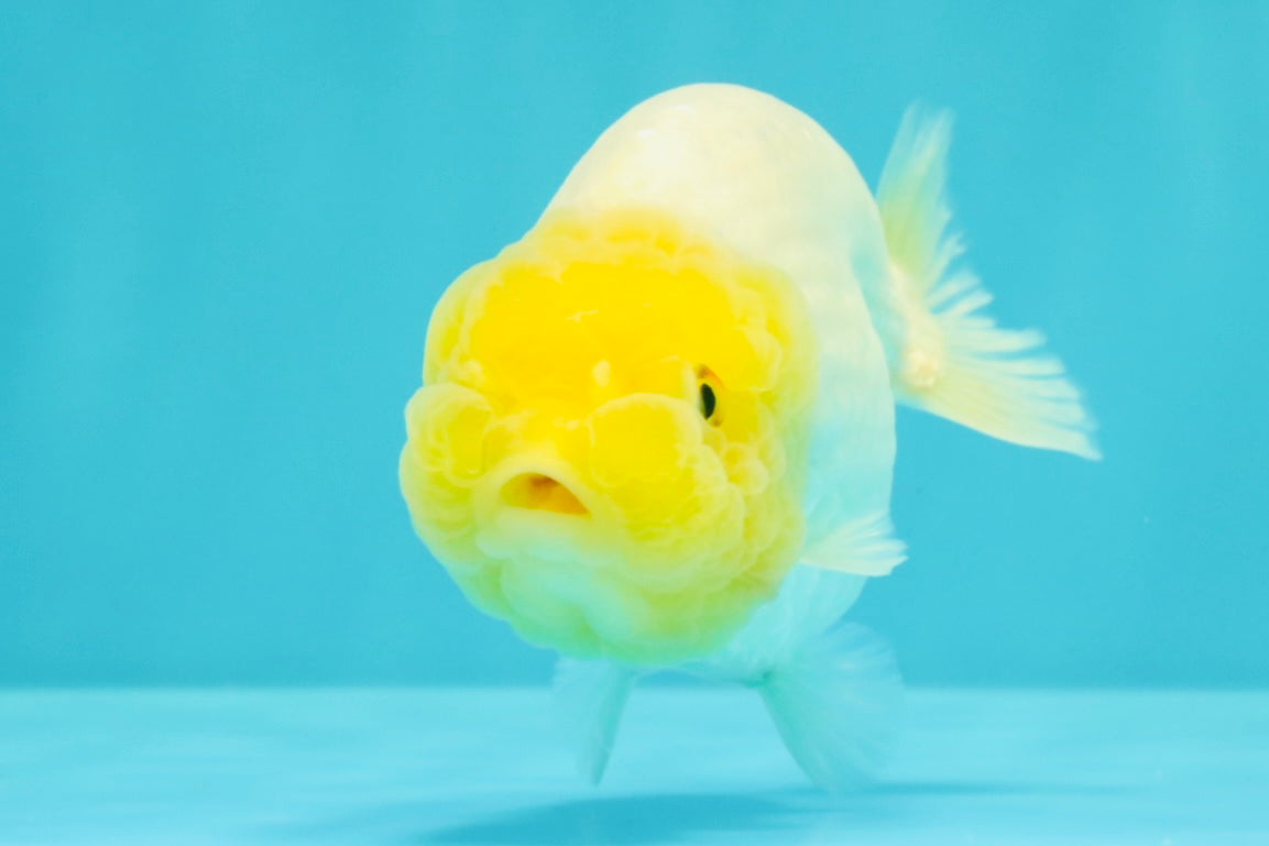 White Lionchu Female 4-4.5 Inches #100226LC_18