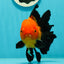 A Grade Apache (Black Orange) Oranda Male 5.5 inches #110124OR_09