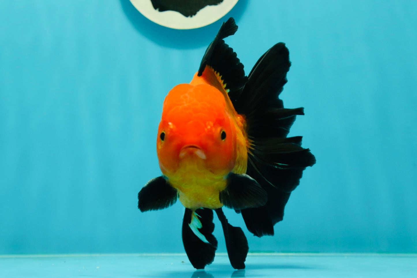 A Grade Apache (Black Orange) Oranda Male 5.5 inches #110124OR_09