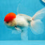 Macho Oranda de tapa roja de grado AAA de 4,5 pulgadas n.º 0913OR_10