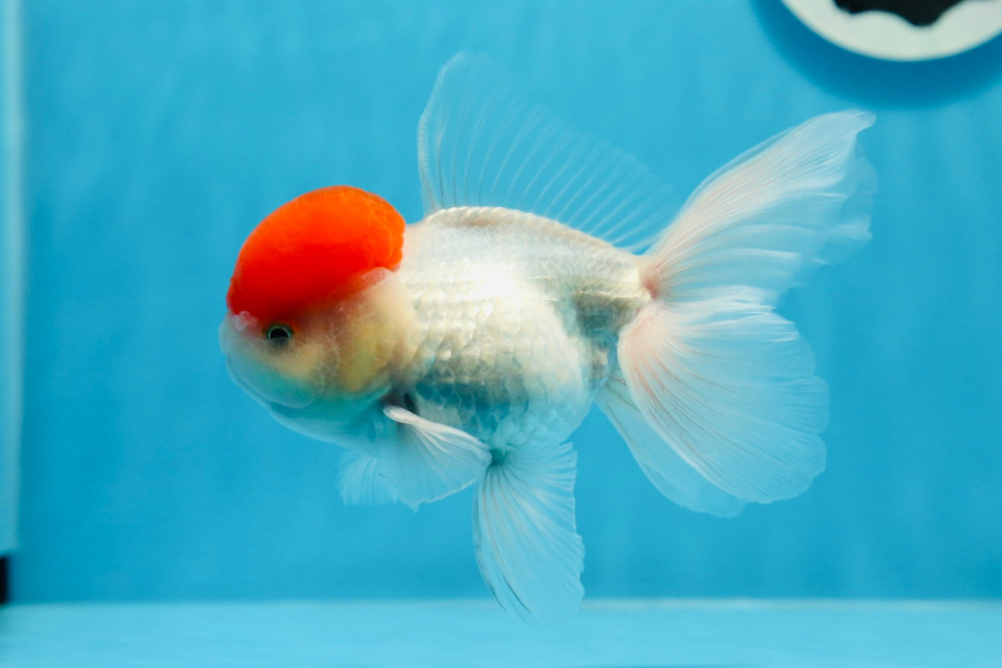 AAA Grade Red Cap Oranda Male 4.5 inches #0913OR_10