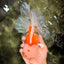 MASHMALLOW A Grade Red White Oranda Male 8 inches #090426OR_15