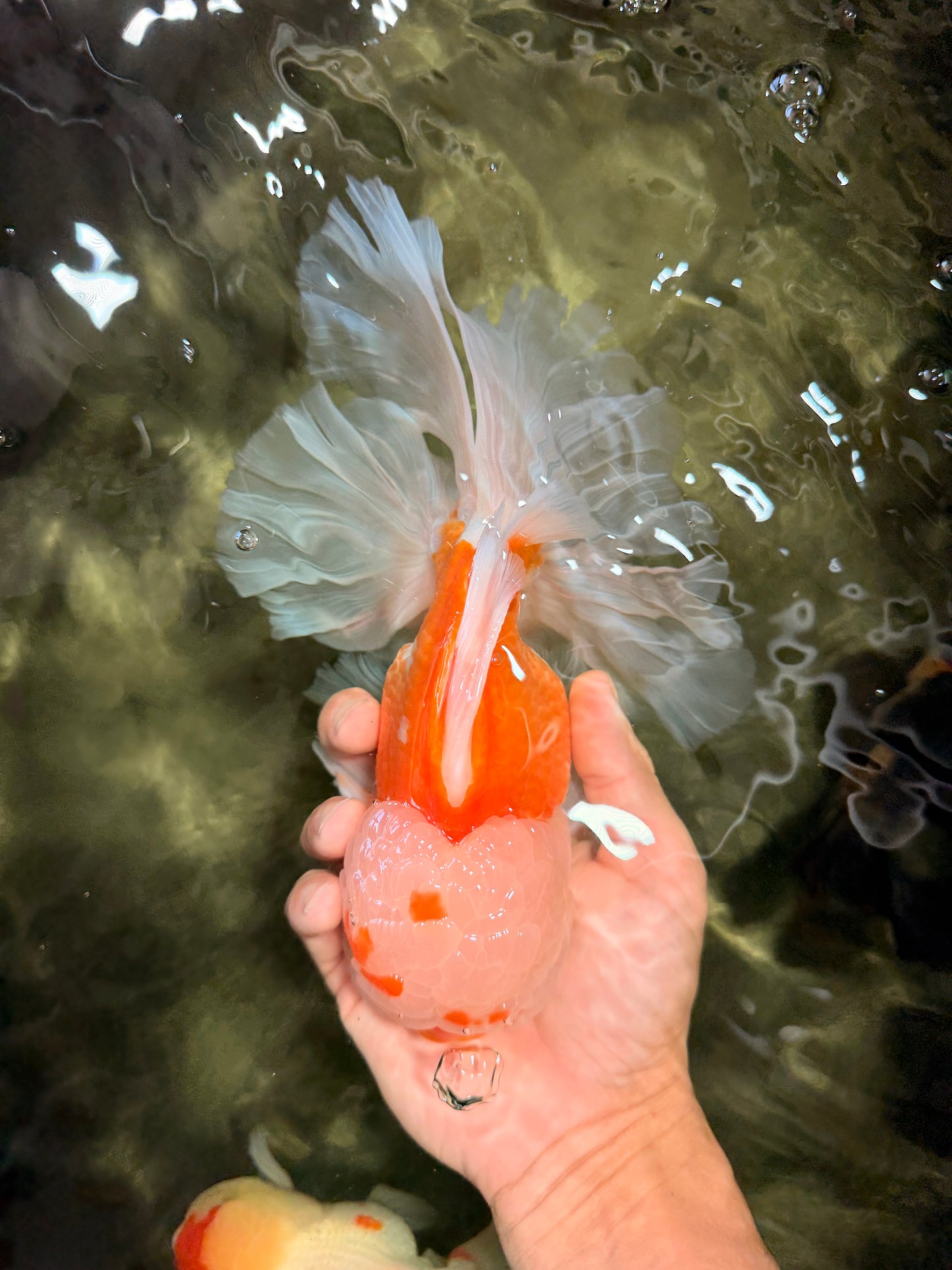 MASHMALLOW A Grade Red White Oranda Male 8 inches #090426OR_15