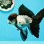 AAA Grade Tricolor Oranda Male 5 inches #0517OR_06