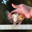 Adorable Lemonhead Button Eyes Oranda Male 4.5 inches #011725OR_01