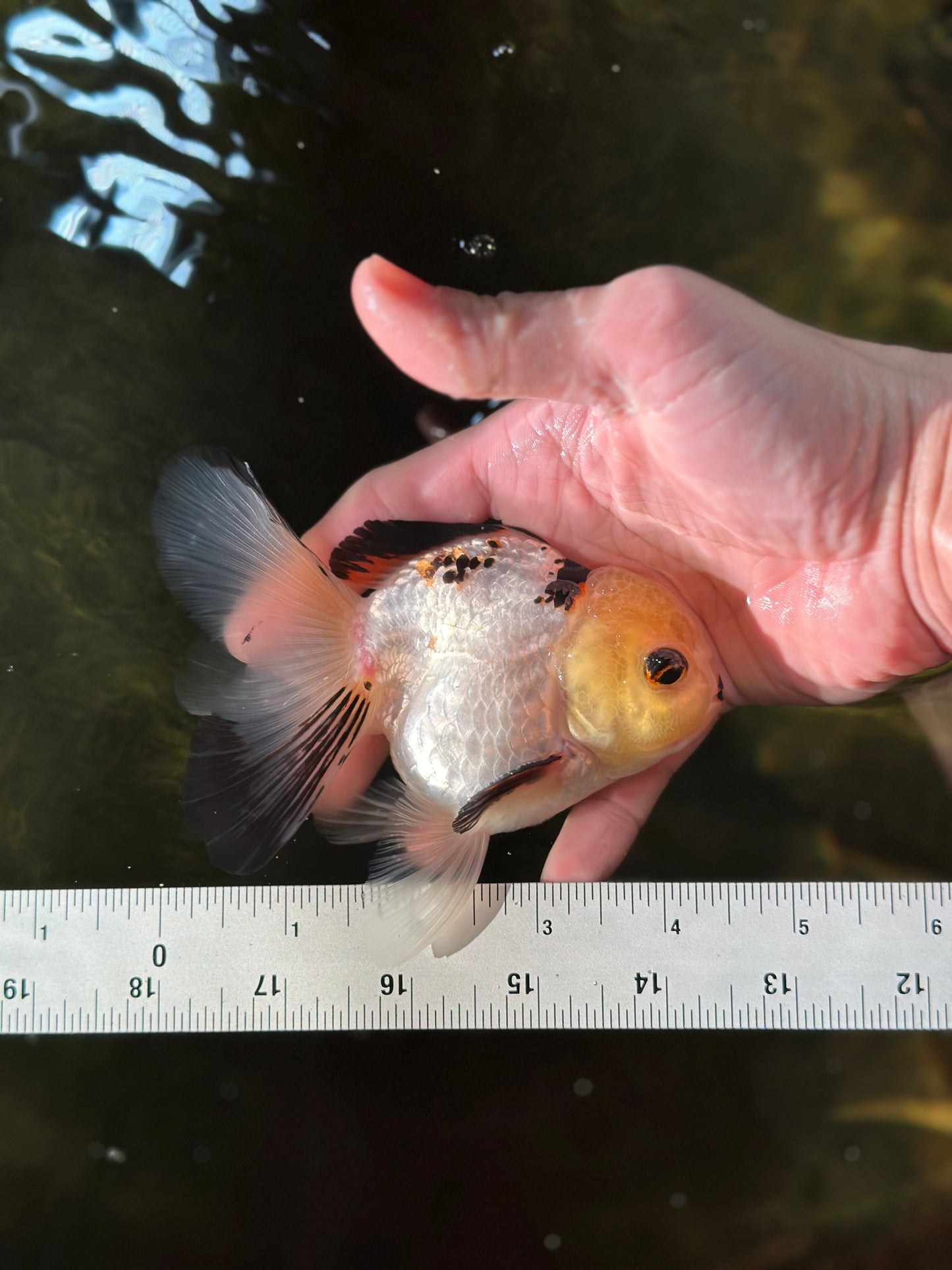 Adorable Lemonhead Button Eyes Oranda Male 4.5 inches #011725OR_01