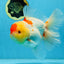 AAA Grade Godzilla Red White Oranda Female 6.5 inches #081525OR_14