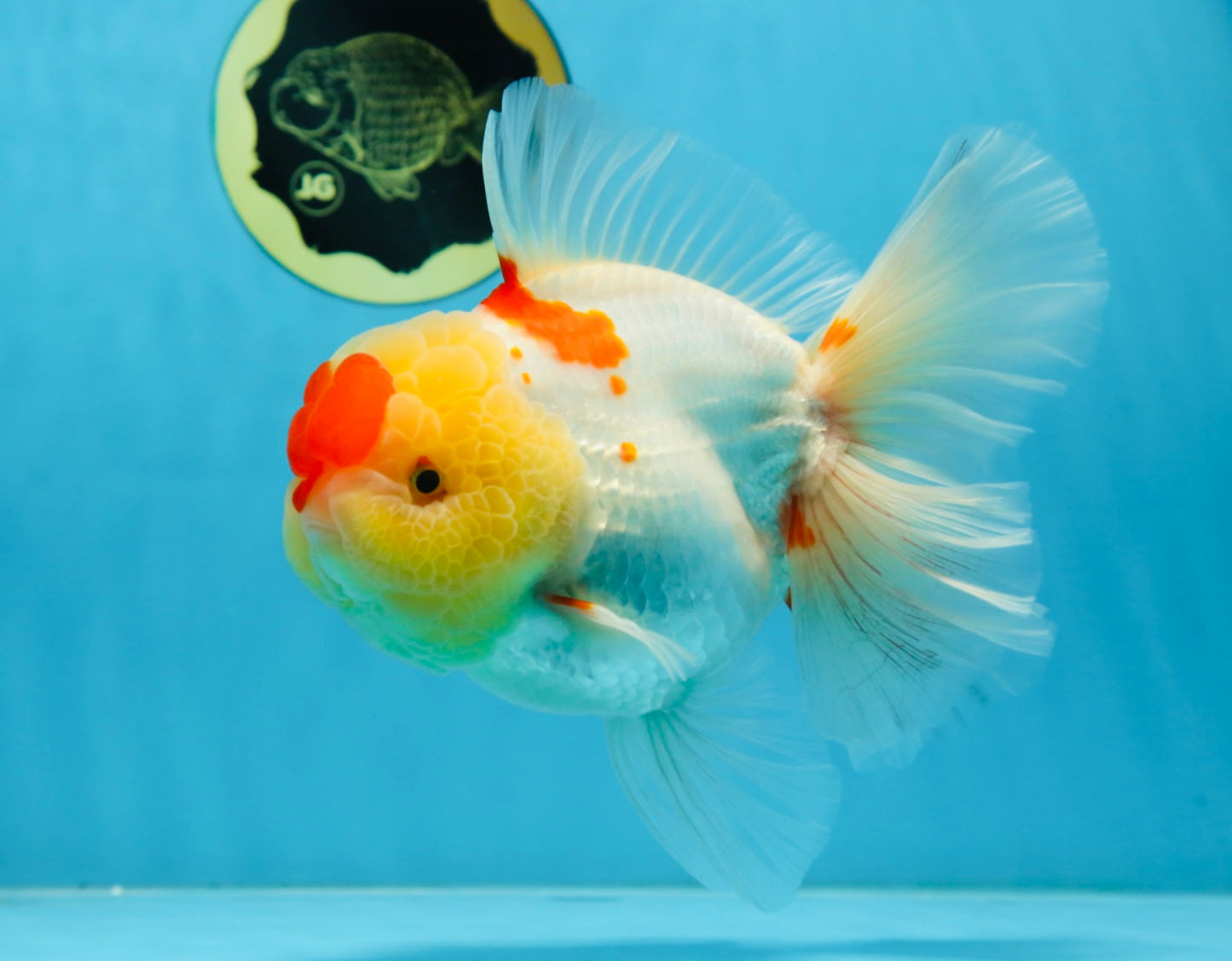 AAA Grade Godzilla Red White Oranda Female 6.5 inches #081525OR_14