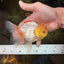 AAA Grade Lemonhead Oranda Male 5 inches #080125OR_20
