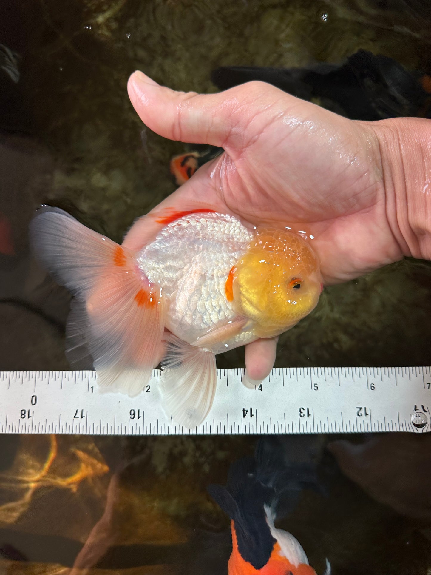 AAA Grade Lemonhead Oranda Male 5 inches #080125OR_20