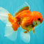 A Grade Red White Oranda Male 5-5.5 inches #091826OR_08