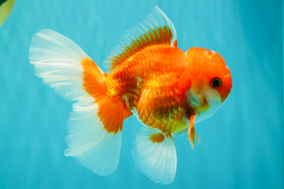 A Grade Red White Oranda Male 5-5.5 inches #091826OR_08