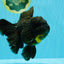 BULLDOG A Grade Godzilla Black Oranda 6.5 inches #022726OR_13