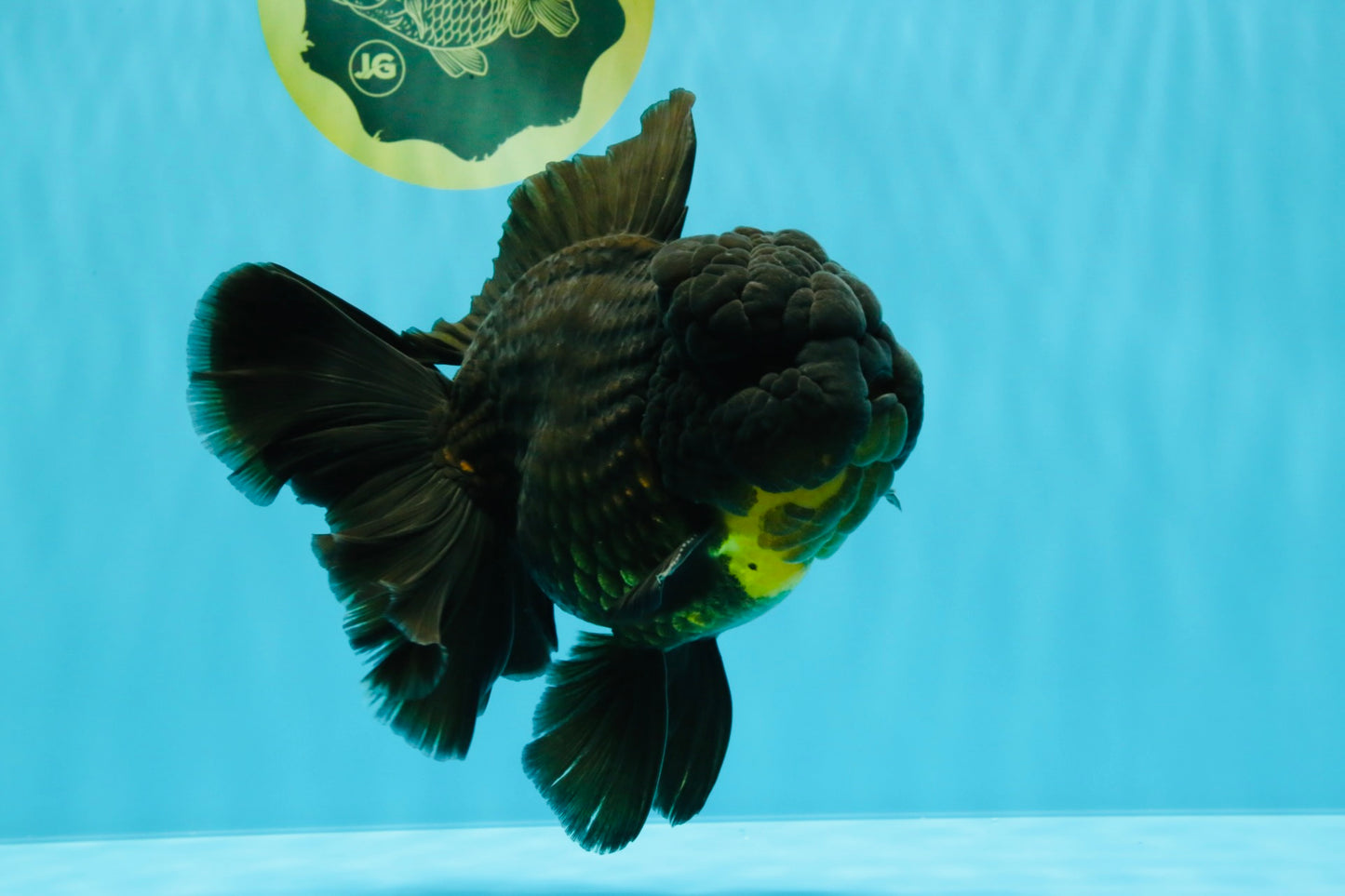 BULLDOG A Grade Godzilla Black Oranda 6.5 inches #022726OR_13