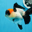 A Grade Tricolor Red Head Oranda Female 4.5 inches #0830OR_05