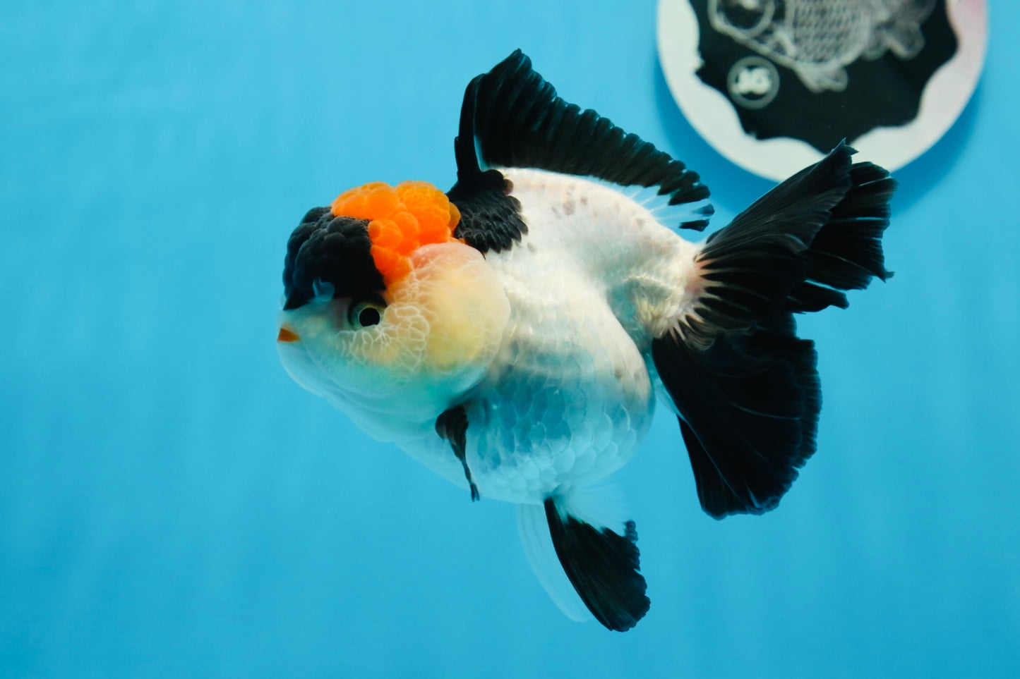 A Grade Tricolor Red Head Oranda Female 4.5 inches #0830OR_05