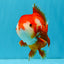 CHUBBY AAA Grade Red White Yuanbao Female 5.5 inches #041026YB_23