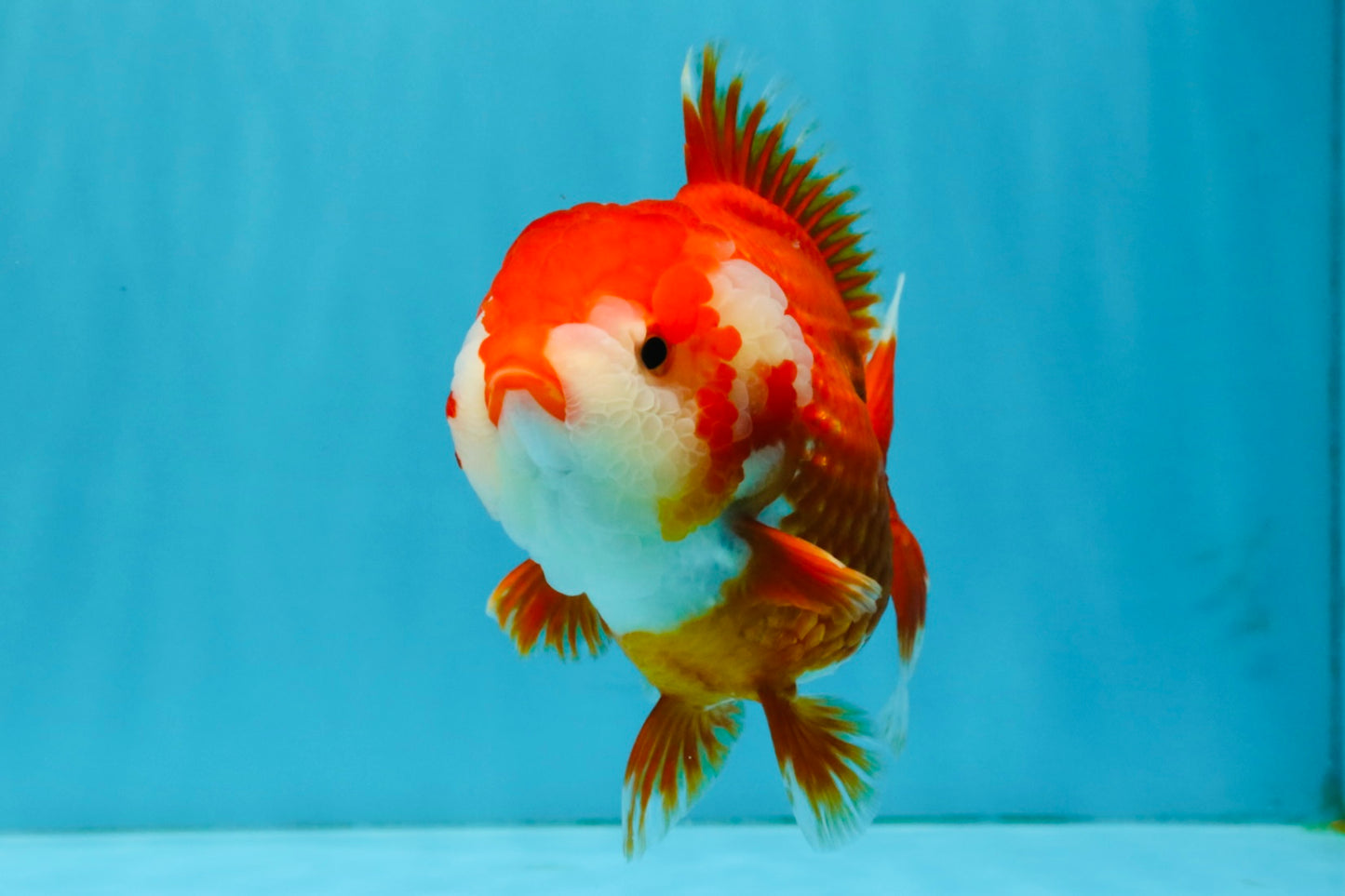 CHUBBY AAA Grade Red White Yuanbao Female 5.5 inches #041026YB_23