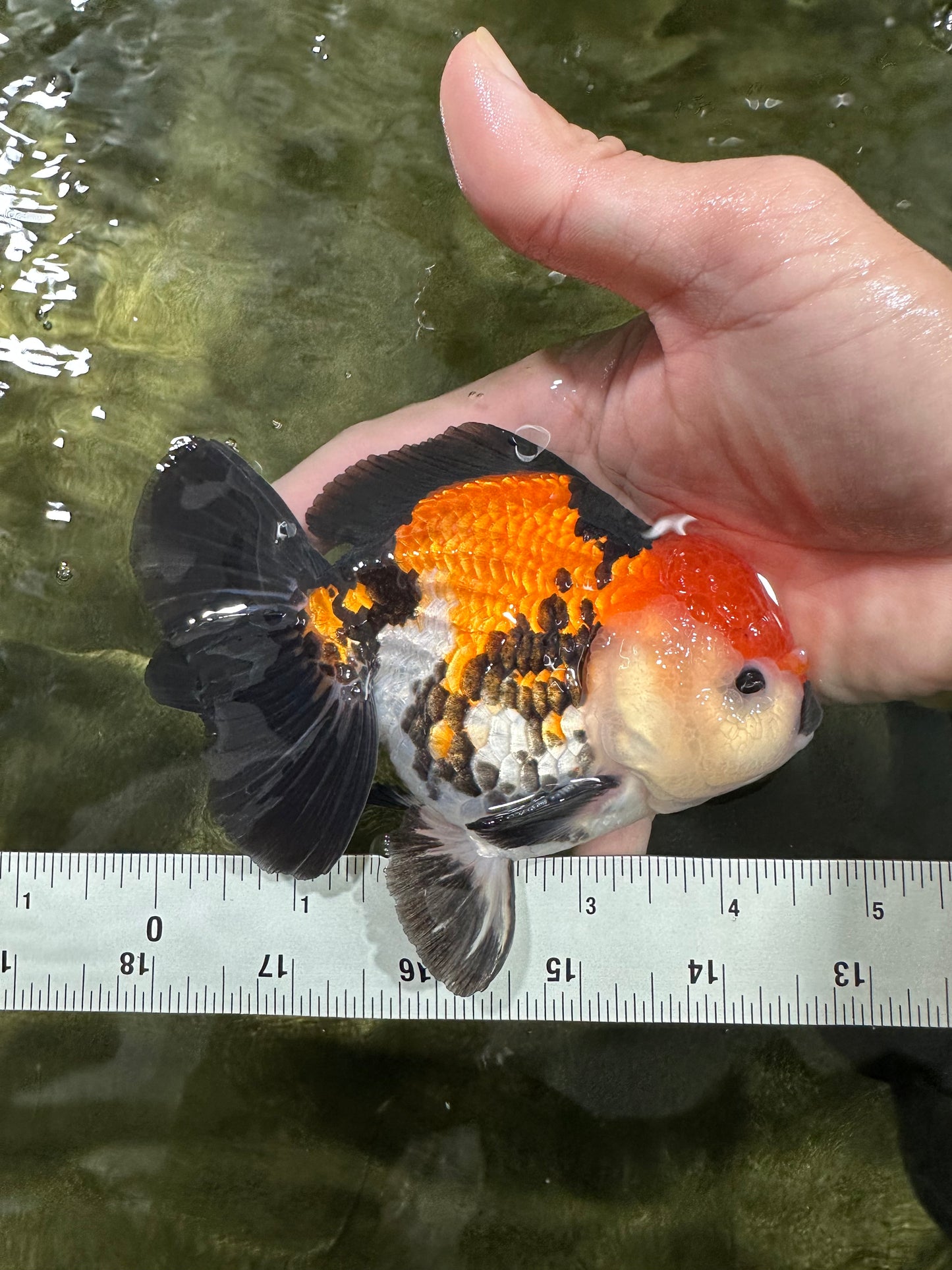 A Grade Tricolor Oranda Male 4.5 inches #110124OR_10